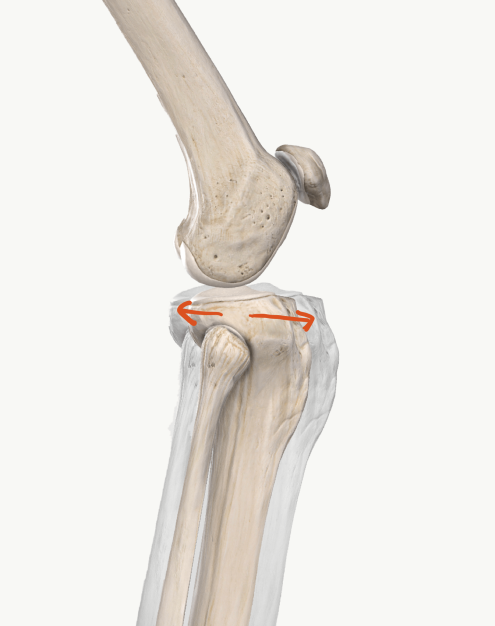 脛骨の前方後方可動性検査