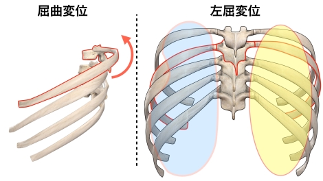 呼吸　肋骨（胸椎）の変位