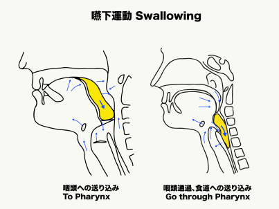 咽頭を通過する時の喉頭蓋の動き